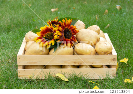 Yellow potatoes and red sunflowers in a wooden crate on the lawn. Yellow potatoes and red sunflowers in a wooden crate on the lawn. 125513804