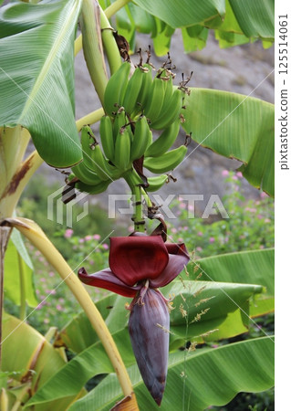 Green Bananas and Red Flower on Banana Tree Green Bananas and Red Flower on Banana Tree 125514061
