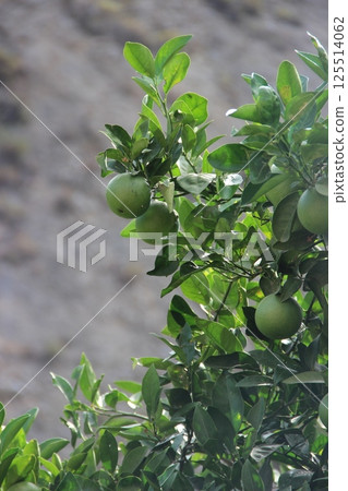 Green Oranges Growing on Tree Branch with Leaves Green Oranges Growing on Tree Branch with Leaves 125514062
