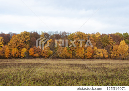 Beautiful forest landscape in autumn Beautiful forest landscape in autumn 125514071