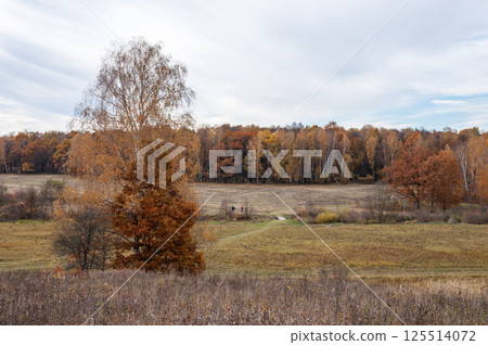 Yellow forest landscape in autumn Yellow forest landscape in autumn 125514072