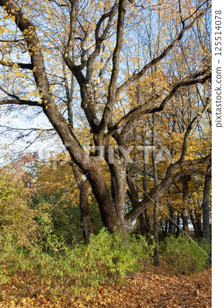 Maple tree with dry yellow leaves Maple tree with dry yellow leaves 125514078