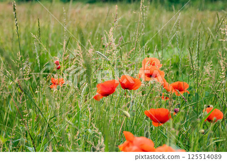 field with red poppy flowers in summer. floral nature background in bloom on the green rural meadow. 125514089