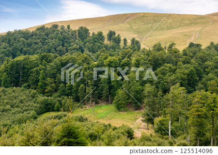 hills of Svydovets ridge behind the beech forest. green environment. beautiful scenery of Carpathian mountains, Ukraine hills of Svydovets ridge behind the beech forest. green environment. beautiful scenery of Carpathian mountains, Ukraine 125514096