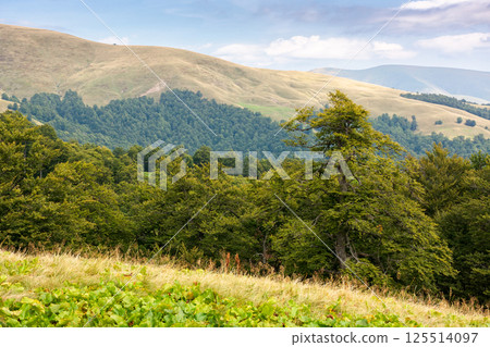 hills of Svydovets ridge behind the beech forest. scenic view. beautiful scenery of Carpathian mountains, Ukraine hills of Svydovets ridge behind the beech forest. scenic view. beautiful scenery of Carpathian mountains, Ukraine 125514097