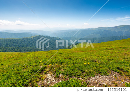 green meadow in mountain with clouds on the sky. borzhava ridge. nature landscape of ukraine carpathians in summer. great travel scenery of transcarpathia. scenic view of hills rolling in to horizon green meadow in mountain with clouds on the sky. borzhava ridge. nature landscape of ukraine carpathians in summer. great travel scenery of transcarpathia. scenic view of hills rolling in to horizon 125514101