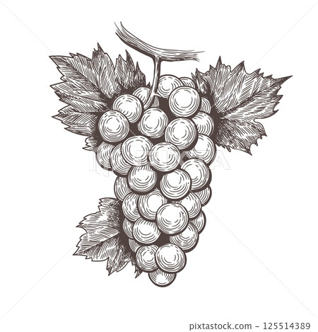 Retro engraving grapes bunch Retro engraving grapes bunch 125514389
