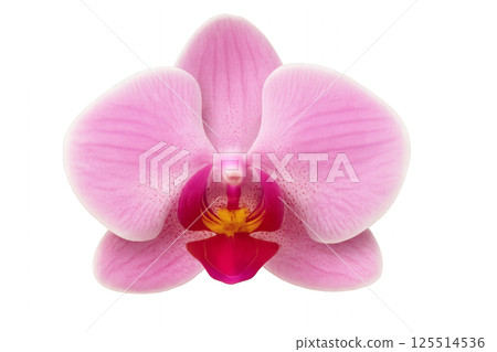 Beautiful Pink Orchid Bloom Showcasing Delicate Petals and Vibrant Colors in Floral Arrangement 125514536