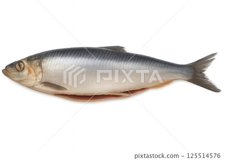 Fresh Silver Herring Displayed on a White Background Ready for Culinary Preparation 125514576
