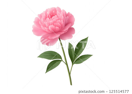 Beautiful Pink Peony Flower With Green Leaves Captured Against a White Background 125514577