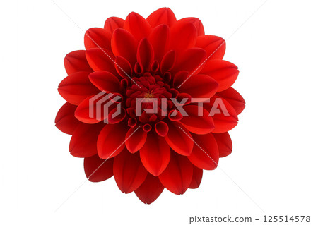 Bright Red Dahlia Blooms Showcasing Intricate Petal Arrangement and Vibrant Color 125514578