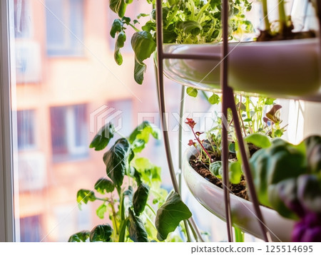 Various leafy greens, such as parsley and lettuce, cultivated in pots and trays on a balcony. The plants are densely packed to maximize the harvest from a small area, offering a sustainable method for 125514695