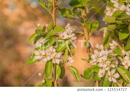 Tree in spring with white flowers and a bee on a branch. Fruit tree in bloom. Springtime. 125514727