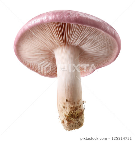 High resolution macro photo of Lactarius torminosus mushroom isolated on transparent background captured with Canon RF 50mm f1.2L lens 125514731