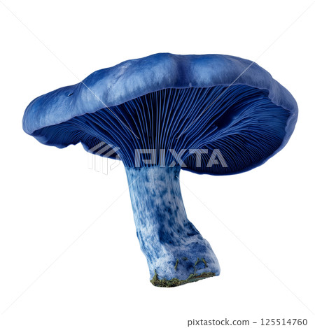 Studio photo of Lactarius indigo mushroom showing vibrant blue coloration and detailed gills on a transparent background 125514760