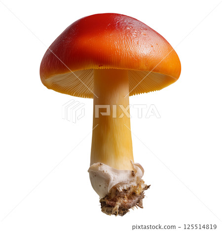 Studio macro photo of Amanita caesarea mushroom with red cap and yellow stem isolated on transparent background showing detailed natural texture Studio macro photo of Amanita caesarea mushroom with red cap and yellow stem isolated on transparent background showing detailed natural texture 125514819