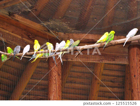 Groups of canary birds in a cage Groups of canary birds in a cage 125515526