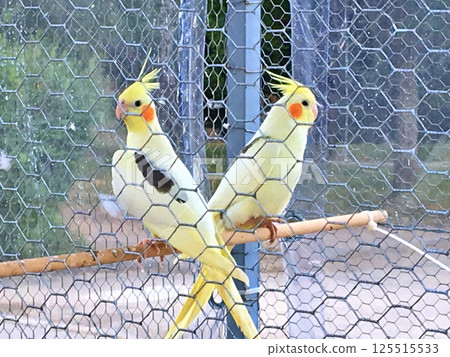 Groups of canary birds in a cage 125515533