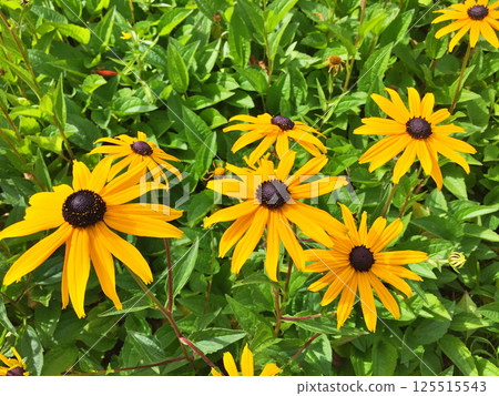 Flowers in the garden 125515543