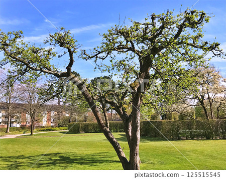 Nature in the city park during spring in Herning, Denmark Nature in the city park during spring in Herning, Denmark 125515545
