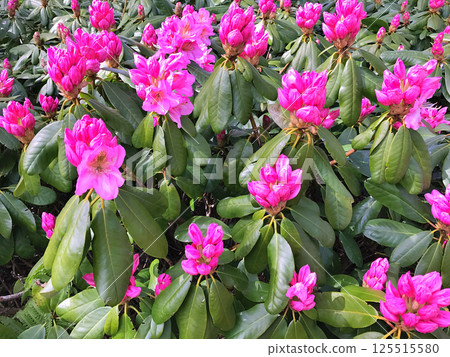 Azalea(Rhododendron) flowers in city park Azalea(Rhododendron) flowers in city park 125515580