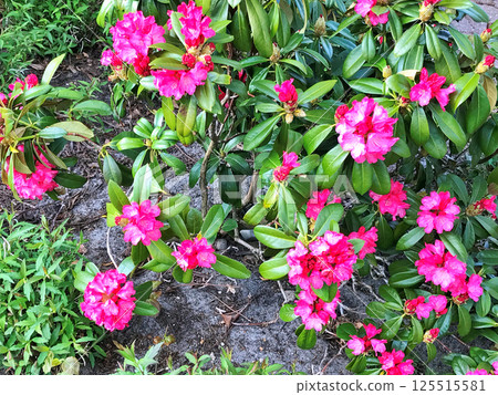 Azalea(Rhododendron) flowers in park Azalea(Rhododendron) flowers in park 125515581