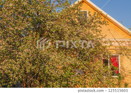 An apple tree is blooming against the background of a house. An apple tree is blooming against the background of a house. 125515603