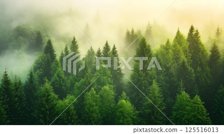 Forest with trees and fog. The trees are green and the sky is cloudy. The trees are tall and the sky is overcast 125516013