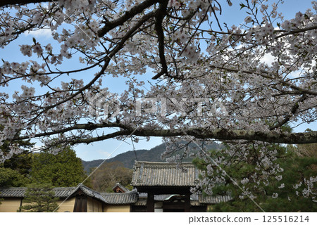 Sakura and Yakuimon Gate at Zuishin-in Temple (Yamashina Ward, Kyoto City) Sakura and Yakuimon Gate at Zuishin-in Temple (Yamashina Ward, Kyoto City) 125516214