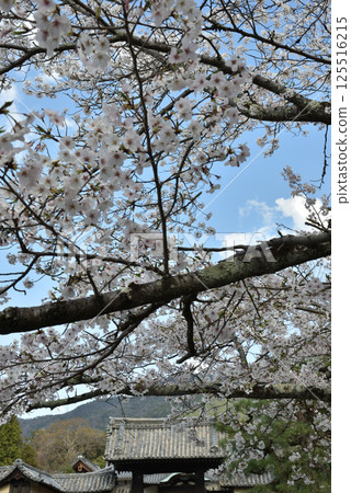 隨心院的櫻花與藥師門（京都市山科區） 125516215