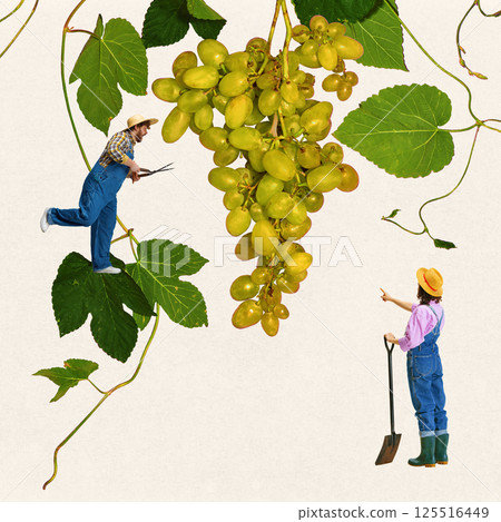 Young man and woman as farmers harvesting giant grape bunch using scissors and shovel on vineyard. Creative conceptual design. Young man and woman as farmers harvesting giant grape bunch using scissors and shovel on vineyard. Creative conceptual design. 125516449