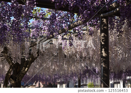 Tsushima Tennogawa Park: Wisteria trellis (double-petaled black dragon wisteria and pale pink wisteria) Tsushima Tennogawa Park: Wisteria trellis (double-petaled black dragon wisteria and pale pink wisteria) 125516453