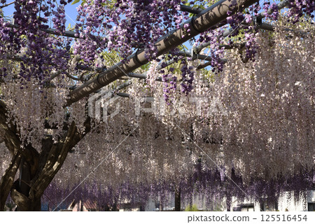 Tsushima Tennogawa Park: Wisteria trellis (double-petaled black dragon wisteria and pale pink wisteria) Tsushima Tennogawa Park: Wisteria trellis (double-petaled black dragon wisteria and pale pink wisteria) 125516454