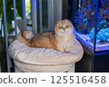 Scottish Fold Cat with Golden Chinchilla Fur 125516458