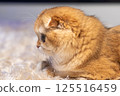 Scottish Fold Cat with Golden Chinchilla Fur 125516459