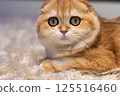 Scottish Fold Cat with Golden Chinchilla Fur 125516460