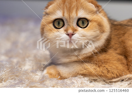 Scottish Fold Cat with Golden Chinchilla Fur Scottish Fold Cat with Golden Chinchilla Fur 125516460