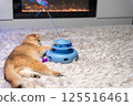 Scottish Fold Cat with Golden Chinchilla Fur 125516461