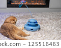 Scottish Fold Cat with Golden Chinchilla Fur 125516463