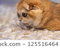 Scottish Fold Cat with Golden Chinchilla Fur 125516464