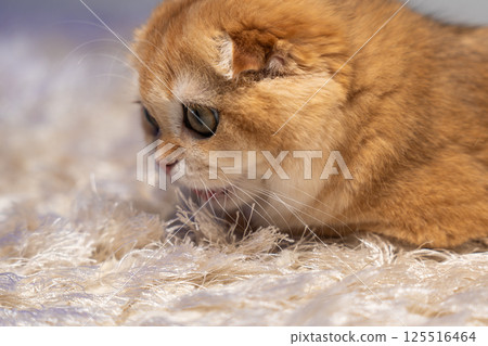 Scottish Fold Cat with Golden Chinchilla Fur Scottish Fold Cat with Golden Chinchilla Fur 125516464