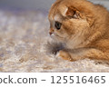 Scottish Fold Cat with Golden Chinchilla Fur 125516465