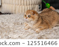 Scottish Fold Cat with Golden Chinchilla Fur 125516466