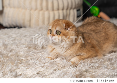 Scottish Fold Cat with Golden Chinchilla Fur Scottish Fold Cat with Golden Chinchilla Fur 125516466