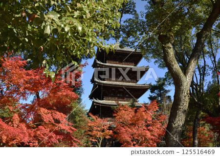秋季的仁和寺：色彩繽紛的楓葉和五重塔[重要文化遺產] 125516469