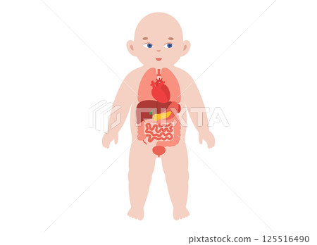 Internal organs of the child 125516490