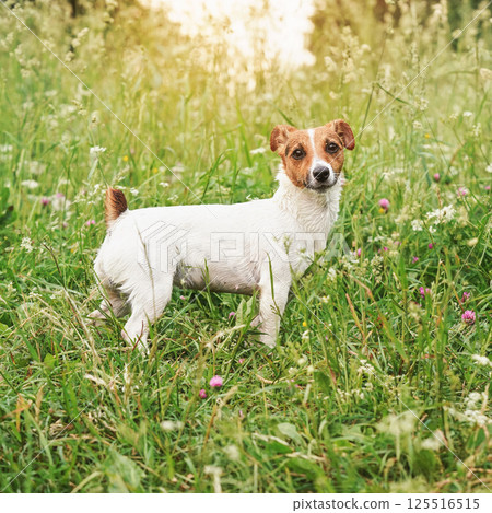 Jack Russell terrier dog standing in grass with flowers, her fur still wet from swimming, afternoon sun shines background Jack Russell terrier dog standing in grass with flowers, her fur still wet from swimming, afternoon sun shines background 125516515