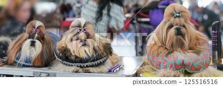 Group of Shih Tzu dogs, sitting on pillows, hairs getting groomed, colourful glittering bow clips top, at dog show contest Group of Shih Tzu dogs, sitting on pillows, hairs getting groomed, colourful glittering bow clips top, at dog show contest 125516516