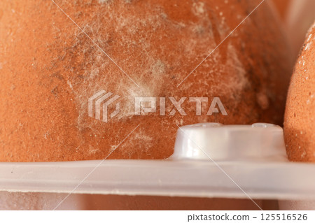 Closeup of mildew, mould growing on brown egg shell - eggs have been stored improperly in cold and damp environment for long time 125516526
