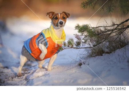 Small Jack Russell terrier dog wearing winter coat standing next to coniferous tree, looking attentive, sun shines on her, blurred snow country background 125516542